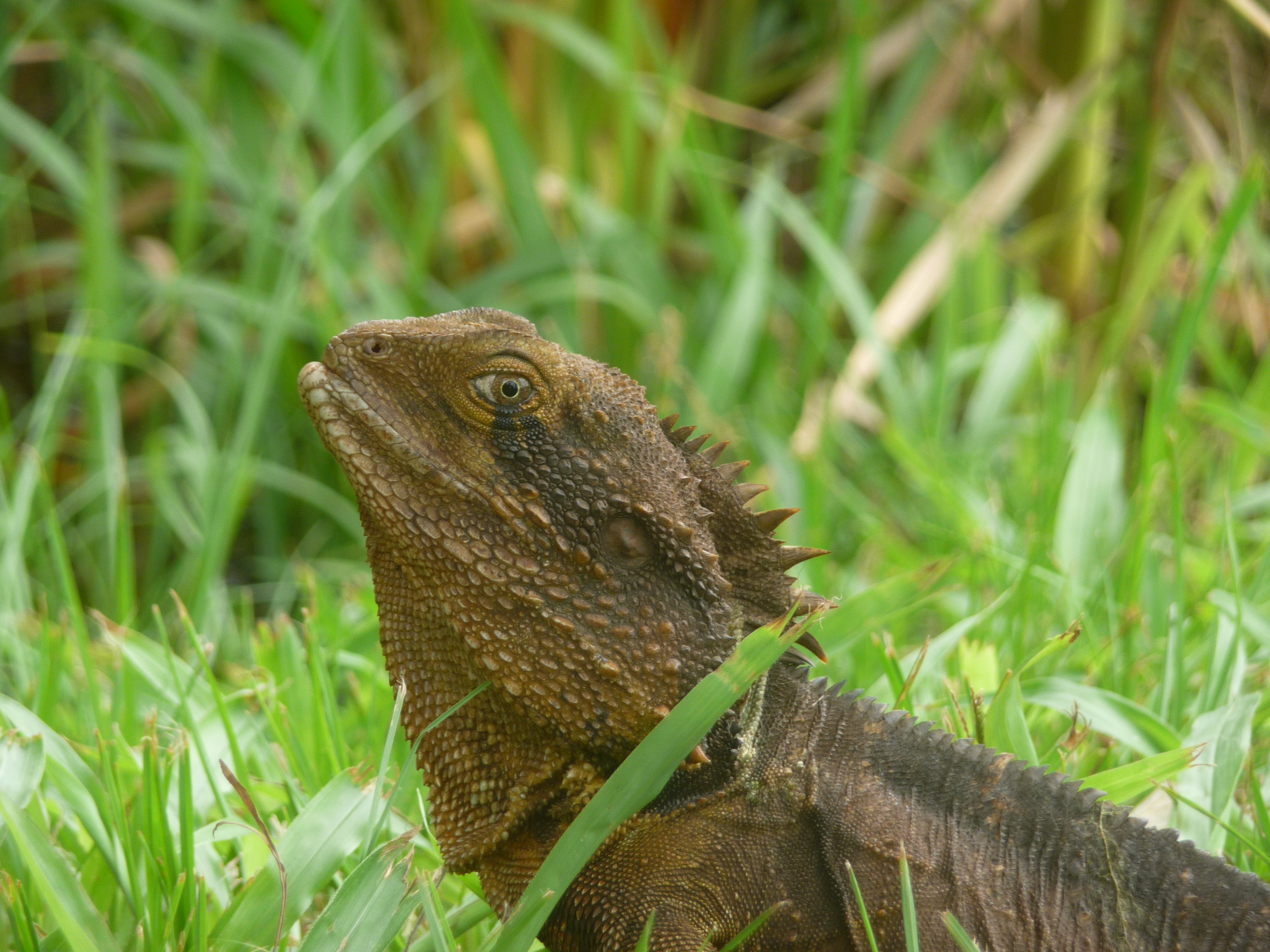 PAYS VISITES P1120237 PAYS VISITES