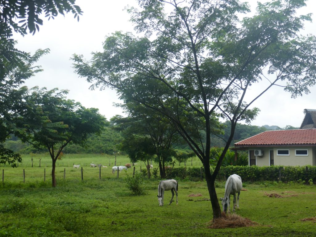chevaux samara 1024x768 Costa Rica, immergés en pleine nature
