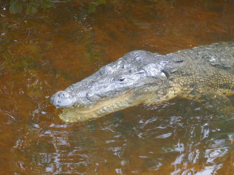 Photos yucatan rio lagartos crocodile Rio Lagartos, notre coup de coeur du Yucatan