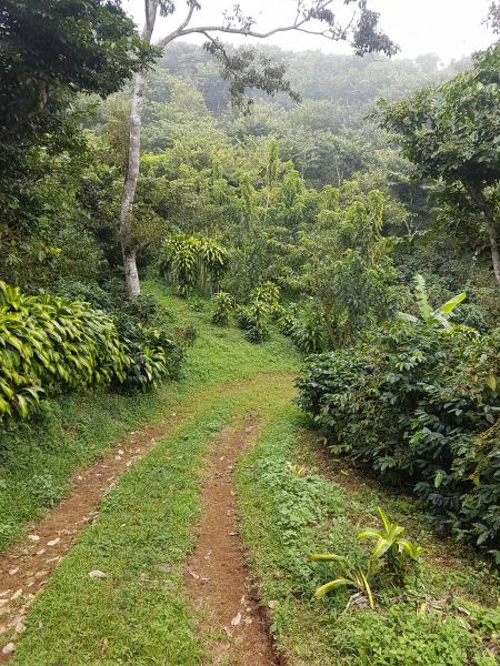 Vallée centrale Costa Rica et café 3 Fêtes de fin d’année et café du Costa Rica
