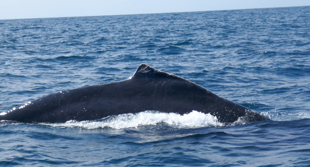 2020 03 01 21h04 30 1024x551 A la rencontre des baleines du Costa Rica