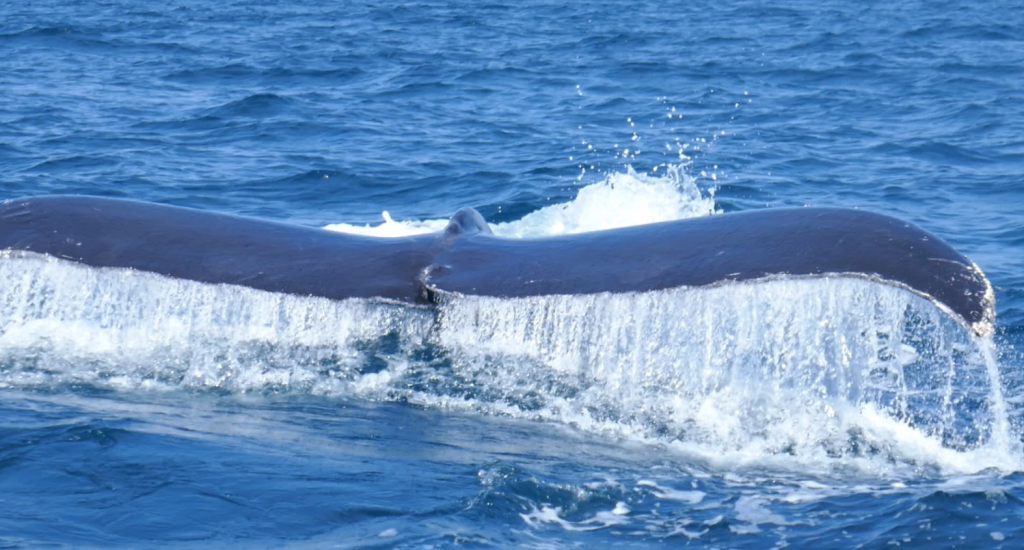 2020 03 01 21h05 26 1024x550 A la rencontre des baleines du Costa Rica
